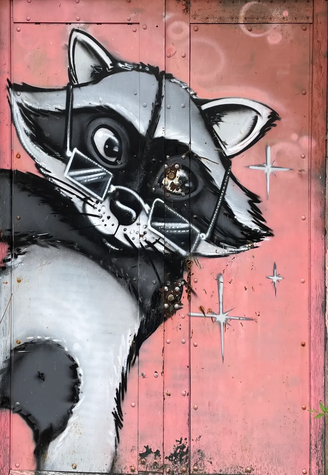Mr. Racoon
