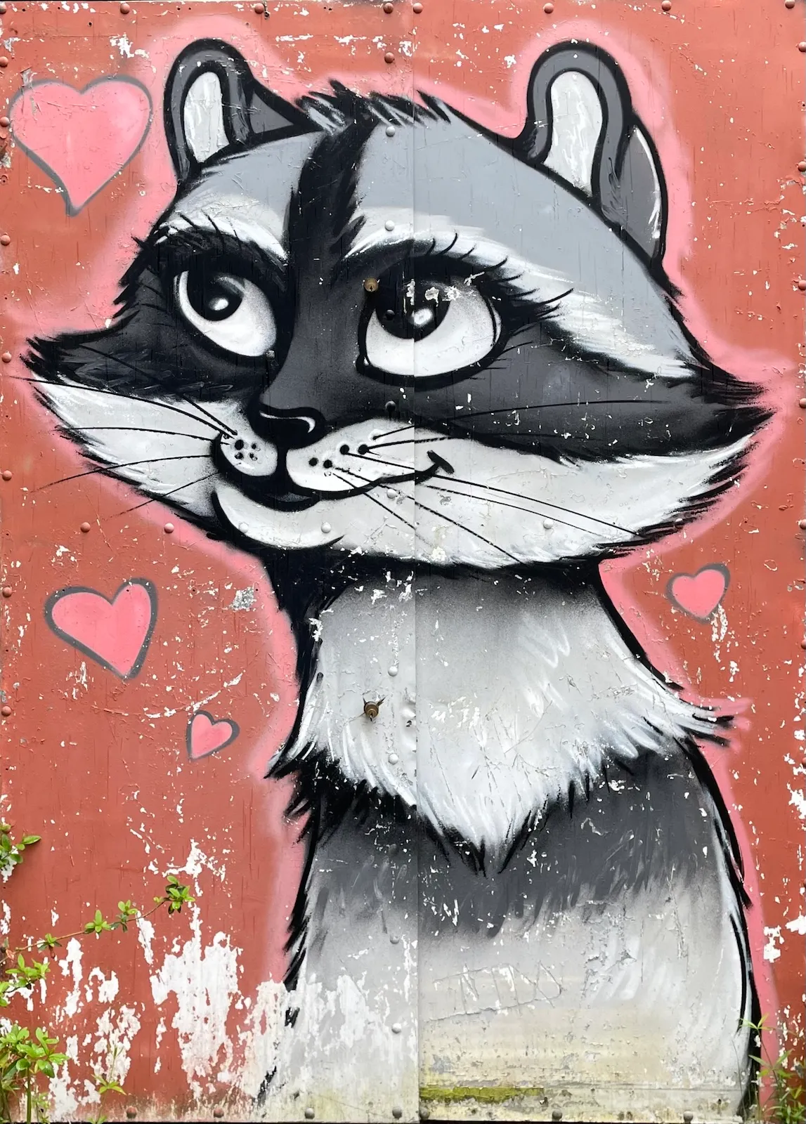 Miss. Racoon