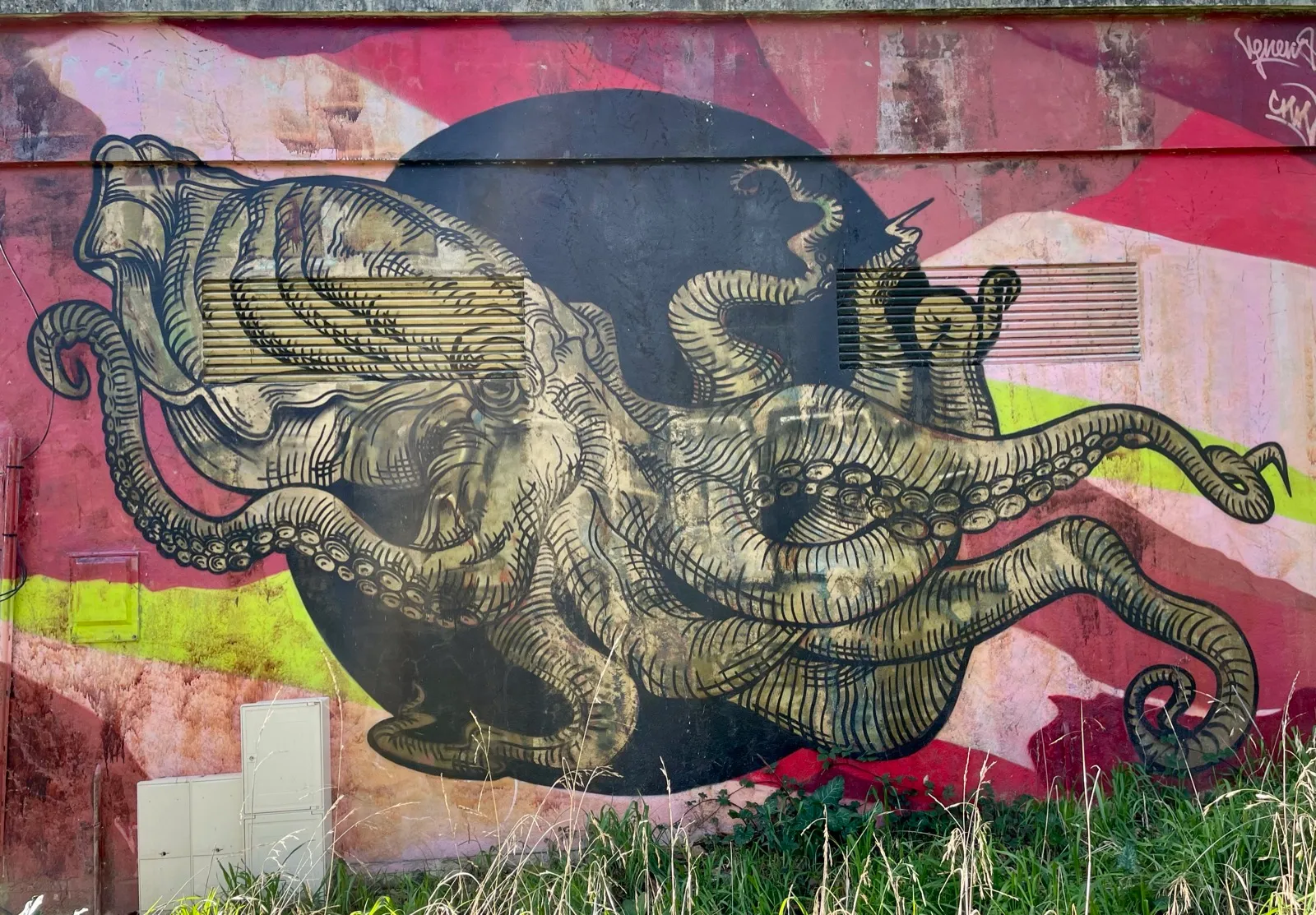 Octopus